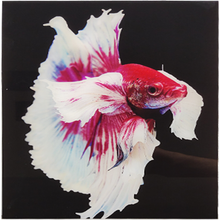 Gorgeous Pink Serenity, Betta Fish Wall Art - Home Decor